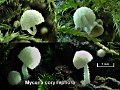 Mycena corynephora-amf2093